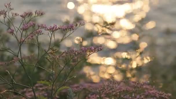 Wilde bloemen tegen de achtergrond van de zee en de zonsondergang — Stockvideo