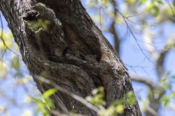 Zwei niedliche, pelzige Eichhörnchen gucken aus ihrem Nest — Stockfoto