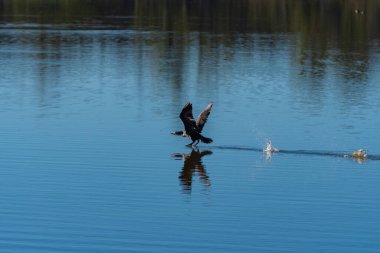 Çift tepeli karabatak, kanatlarını çırparken suda sıçrıyor ve uçuyor.