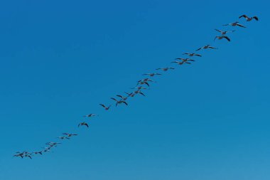 Beyaz Pelikan sürüsü, açık mavi gökyüzünde yıllık göçlerini gerçekleştirmek için uzun ve tek bir sıra halinde birlikte uçuyor..