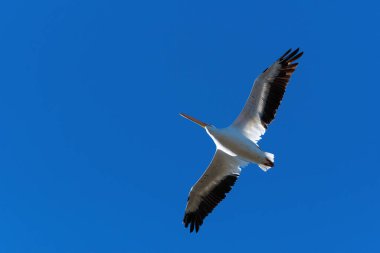 Yalnız bir beyaz pelikan, kanatlarını açmış siyah uçlu tüyleri her kanat üzerinde zarifçe uçarken gösteriyor..