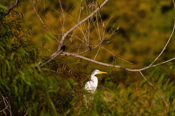 Egret Branco Grande Escondido Pelas Folhas Pelos Galhos Que Cercam — Fotografia de Stock