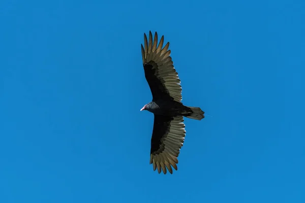 Stor Kalkon Vulture Svävar Över Klarblå Himmel Med Vingarna Utspridda — Stockfoto