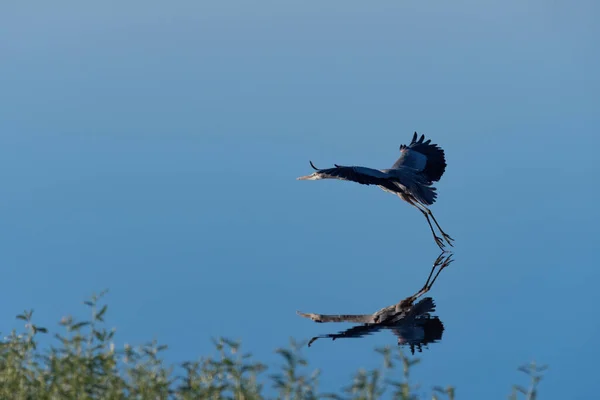 Stor Blå Heron Flyger Över Sin Reflektion Över Den Glasartade — Stockfoto