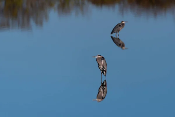 Egy Pár Nagy Kék Heron Áll Tükörképük Felett Egy Üveges — Stock Fotó