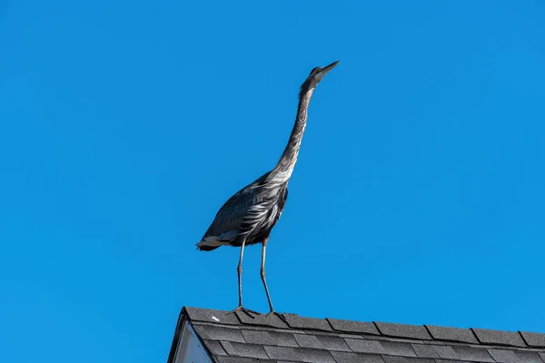 Great Blue Heron Stoi Dachu Domu Dzielnicy Mieszkalnej Wietrzny Słoneczny — Zdjęcie stockowe