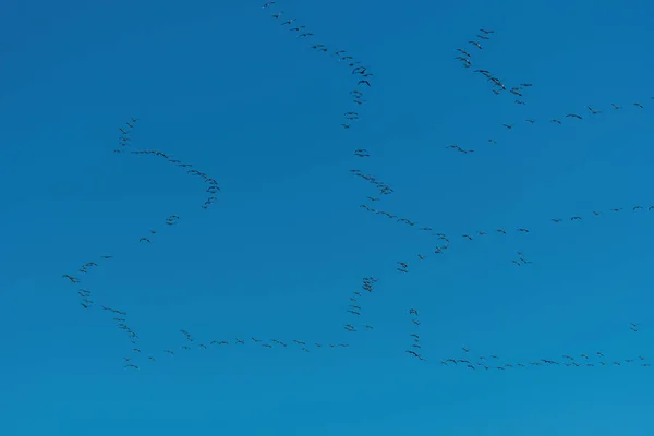 一只大群的白雪雁 长着美丽的羽毛和漆黑的翅膀 在晴朗的蓝天中飞驰而过 飞往南方过冬 — 图库照片