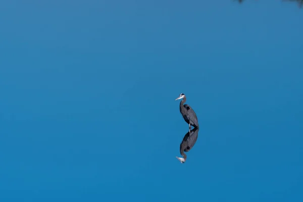 Uma Garça Azul Grande Que Está Sobre Seu Reflexo Enquanto — Fotografia de Stock