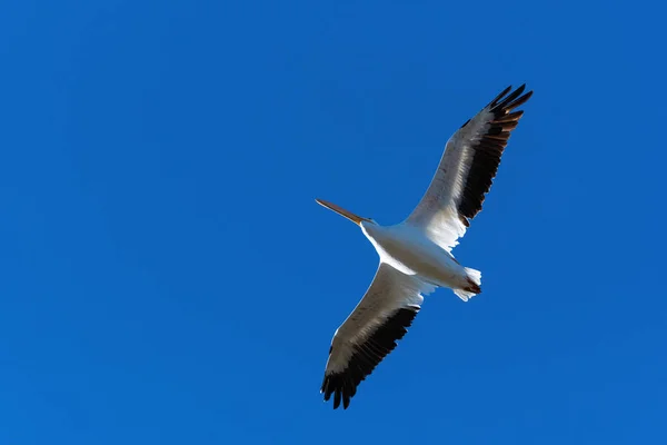 Yalnız Bir Beyaz Pelikan Kanatlarını Açmış Siyah Uçlu Tüyleri Her — Stok fotoğraf