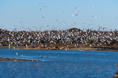 Bir güz sabahında göl kenarındaki bir kum yığınının üzerinden uçarken havayı dolduran büyük bir martı sürüsü..