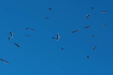 Güneşli bir sabahta açık mavi gökyüzünde büyük bir Gulyabani sürüsü tepemizde daireler çiziyor..
