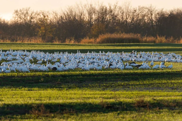 Een Kudde Sneeuwganzen Verzamelde Zich Een Groen Grazig Veld Het — Stockfoto