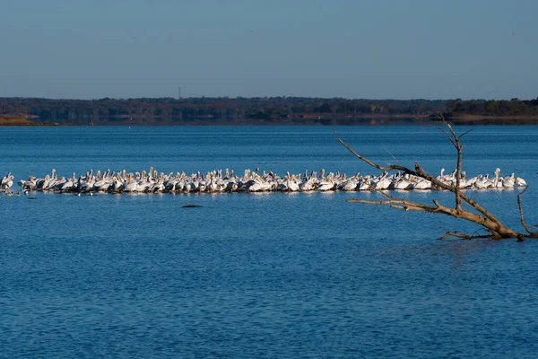 Een Kudde Witte Pelikanen Verzameld Een Zandbank Een Meer Met — Stockfoto