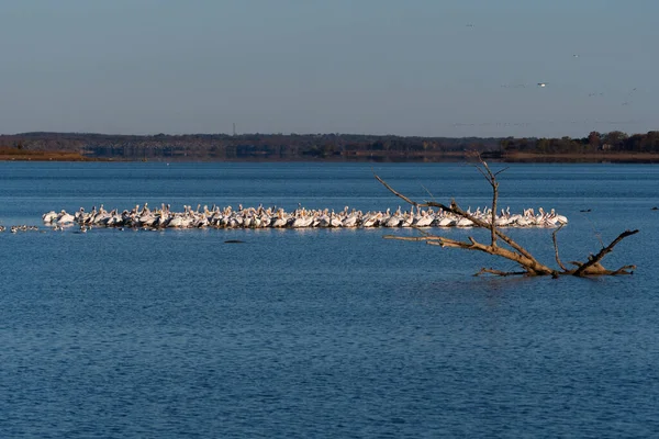 Een Kudde Witte Pelikanen Verzameld Een Zandbank Een Meer Met — Stockfoto