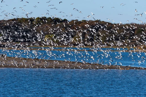 Grand Troupeau Goélands Rieurs Remplissant Ciel Alors Ils Prennent Tous — Photo