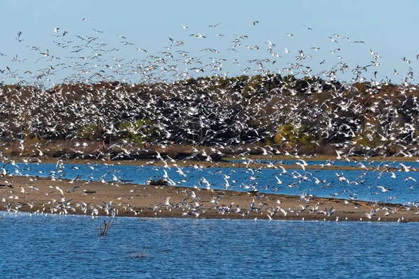 Grand Troupeau Mouettes Rieuses Remplissant Ciel Alors Elles Survolent Banc — Photo