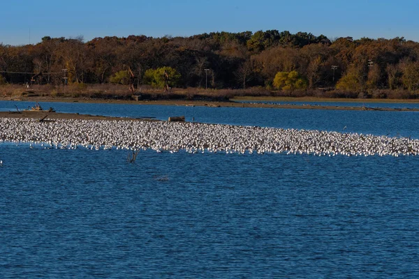 Énorme Troupeau Mouettes Rieuses Est Rassemblé Sur Banc Sable Dans — Photo