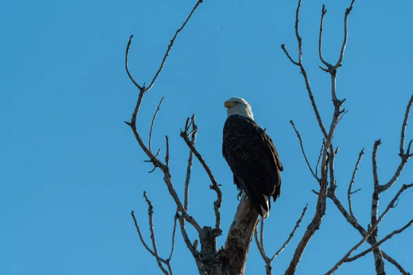 Majestuoso Águila Calva Escaneando Territorio Busca Presas Desde Percha Cima —  Fotos de Stock