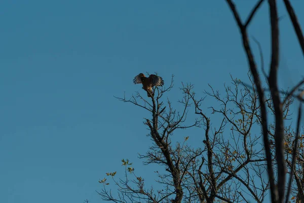 Een Red Schouder Hawk Met Zijn Vleugels Gespreid Als Het — Stockfoto