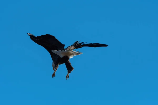 Een Kale Adelaar Met Zijn Vleugels Staartveren Spreidt Zich Uit — Stockfoto