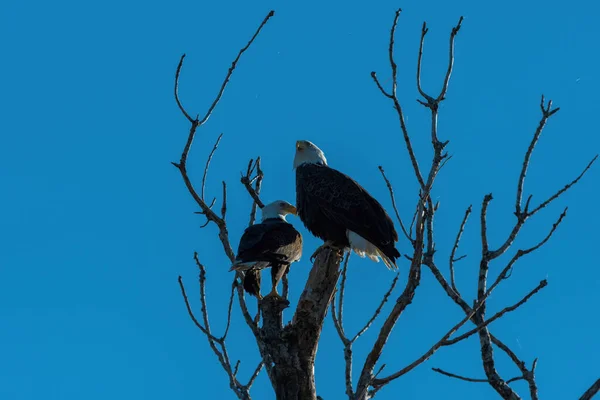 Ein Weißkopfseeadler Thront Einem Sonnigen Morgen Mit Seinem Partner Der — Stockfoto