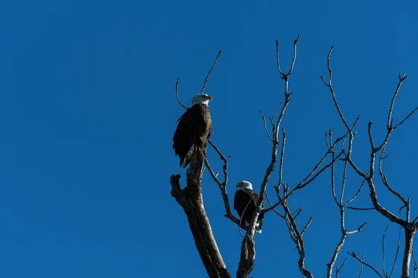 Ein Weißkopfseeadler Thront Einem Sonnigen Morgen Auf Der Spitze Eines — Stockfoto