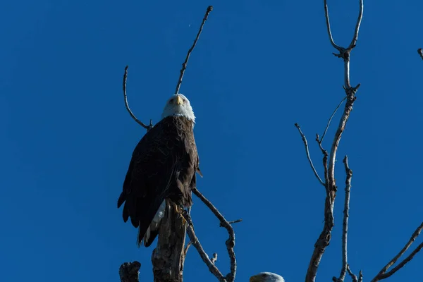 Águila Calva Mirando Alrededor Desde Percha Alto Parte Superior Árbol —  Fotos de Stock