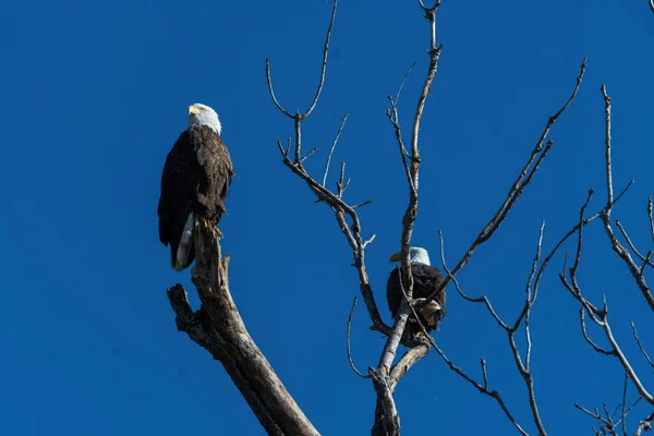 Deux Pygargues Tête Blanche Arpentant Leur Territoire Depuis Leurs Perchoirs — Photo