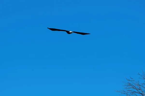 Ein Weißkopfseeadler Fliegt Mit Weit Ausgebreiteten Flügeln Durch Einen Klaren — Stockfoto