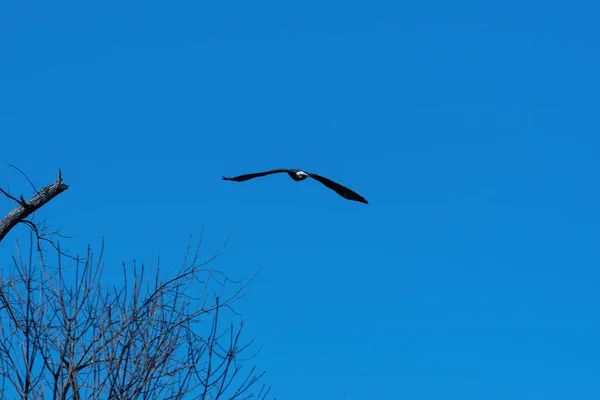 在阳光明媚的早晨 一只秃鹰展开翅膀 在一些光秃秃的树上翱翔 — 图库照片
