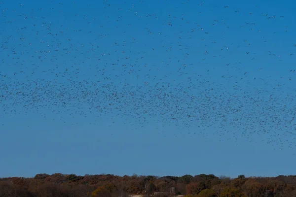 Cielo Temprano Mañana Lleno Una Gran Bandada Gaviotas Sonrientes Mientras — Foto de Stock