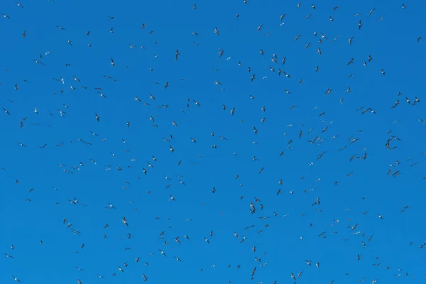 Large Flock Laughing Gulls Circling High Overhead Clear Blue Sky — Stock Photo, Image