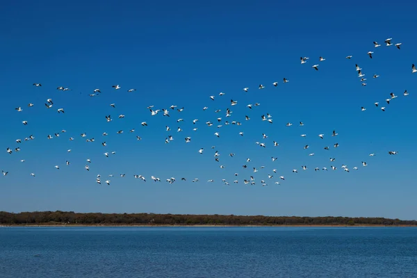 Grand Troupeau Oies Des Neiges Survolant Ensemble Eau Bleue Lac — Photo