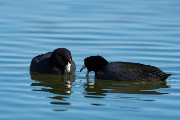 Pair American Coots Looking Food Water While Swimming Together Calm — Stock Photo, Image