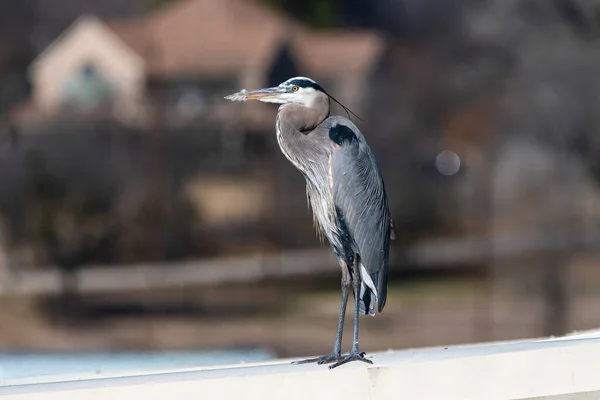 Great Blue Heron Standing White Metal Roofed Building Marina House — Stock Photo, Image