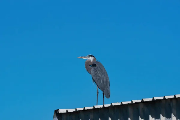 Great Blue Heron Standing White Roof Metal Building Marina Clear — Stock Photo, Image