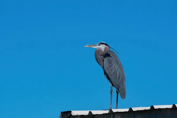 Großer Blaureiher Steht Auf Dem Weißen Dach Eines Metallgebäudes Einem — Stockfoto