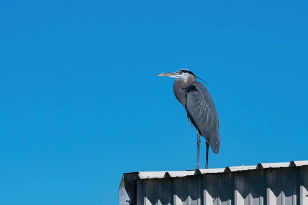 大蓝鹭矗立在码头一座金属建筑的白色屋顶上 背景是蓝蓝的天空 — 图库照片
