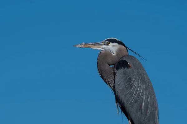 Profile of the body and head of a majestic Great Blue Heron with a clear blue sky in the background.