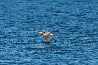 Uzun ve güçlü kanatlarının uçlarıyla güneşli bir sabahta zarif bir şekilde süzülen gölün suyuna dokunan Büyük Mavi Balıkçıl..