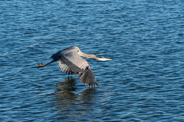 A Great Blue Heron with the tips of its long, powerful wings just touching the water of a lake as it flies gracefully by on a sunny morning.