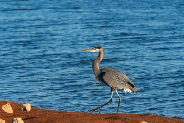 Grande Garça Azul Caminhando Sujeira Marrom Margem Lago Com Vento — Fotografia de Stock