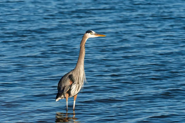Majestoso Great Blue Heron Alto Enquanto Vagueia Água Rasa Lago — Fotografia de Stock