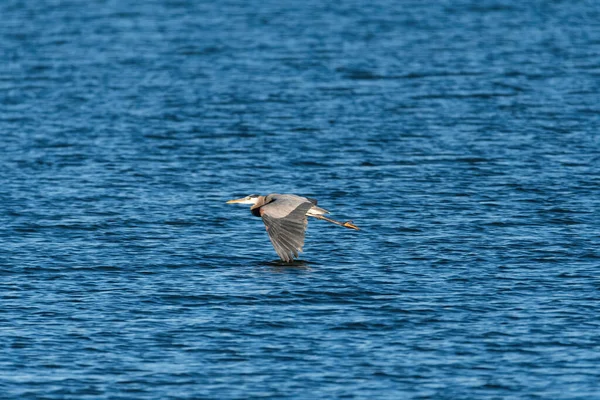 Uma Grande Garça Azul Com Pontas Suas Asas Longas Poderosas — Fotografia de Stock