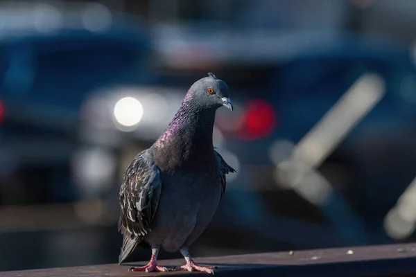 Piccione Roccia Piedi Una Rotaia Metallica Ponte Ambiente Urbano Con — Foto Stock