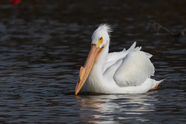 Pelicano Branco Com Seu Bico Maciço Apenas Tocando Superfície Água — Fotografia de Stock