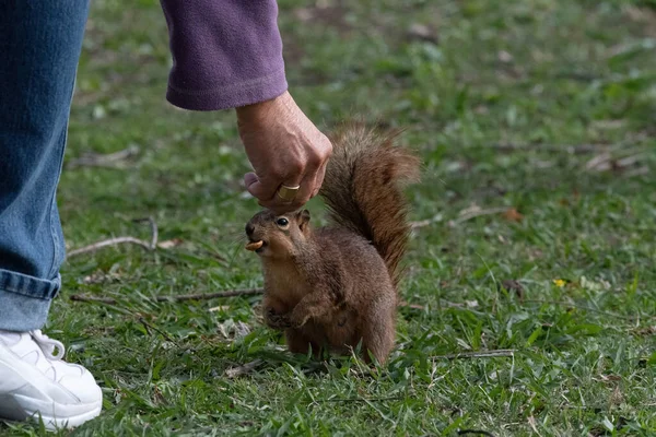 Een Vos Eekhoorn Neemt Een Pecan Uit Hand Van Een — Stockfoto