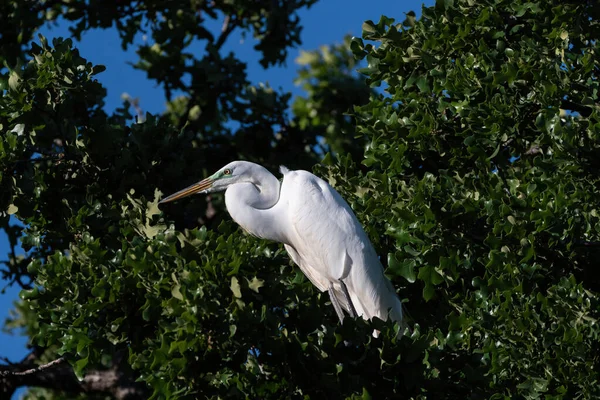 Une Grande Aigrette Blanche Avec Ses Couleurs Vertes Reproduction Visage — Photo