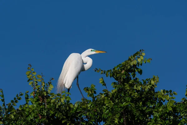 Великий Білий Egret Сидів Високо Гілках Зеленому Вкритому Листом Дереві — стокове фото