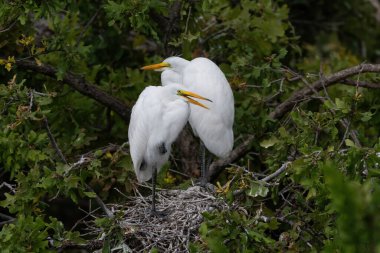 Bir çift Büyük Akbalıkçıl, güneşli bir öğleden sonra Dallas, Teksas 'taki UTSWMC kömürlüğünde ağaçların dallarında yuvalarında dururlar..